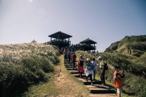 草嶺古道芒花季 邀旅人穿越時光