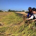 薔琵吹倒霧峰香米損失六成 市議員張芬郁要求納入救助範圍