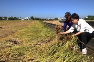薔琵吹倒霧峰香米損失六成 市議員張芬郁要求納入救助範圍